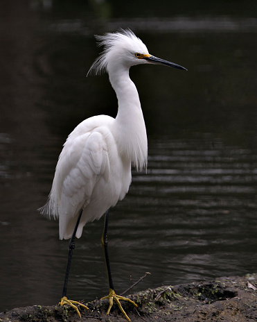 Snowy Egret bird close-up profile view by the water with a black contrast background, displaying white feathers, head, beak, eye, fluffy plumage, yellow feet in its environment and surrounding.