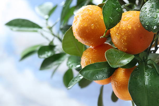 Branches with ripe tangerines against blue sky