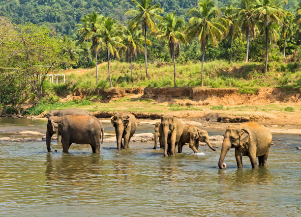 istock elephant in jungle river washing leisure outdoor. 1202514796
