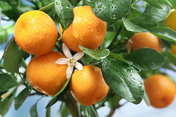istock Ripe tangerines on a tree branch. 120251520