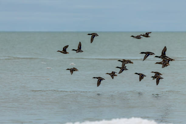 istock A Flock of Mallards flyight over lake Michigan 1202515708
