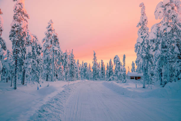 sonnenaufgang im winter schneebedeckter wald aus lappland, finnland - forest tundra stock-fotos und bilder