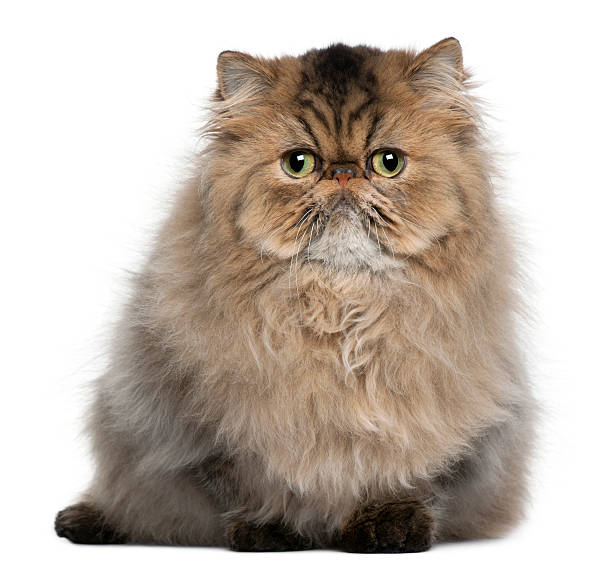 istock Persian cat, 8 months old, sitting, white background. 120251711