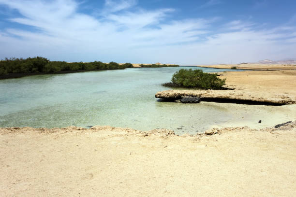 istock Ras Mohammed Mangrove Channel Egypt. 1202517216