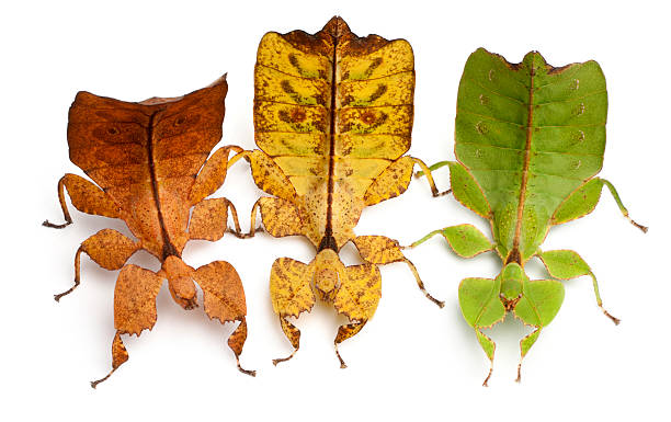 istock High angle view of Phyllium Westwoodii, three leaf insects 120251734