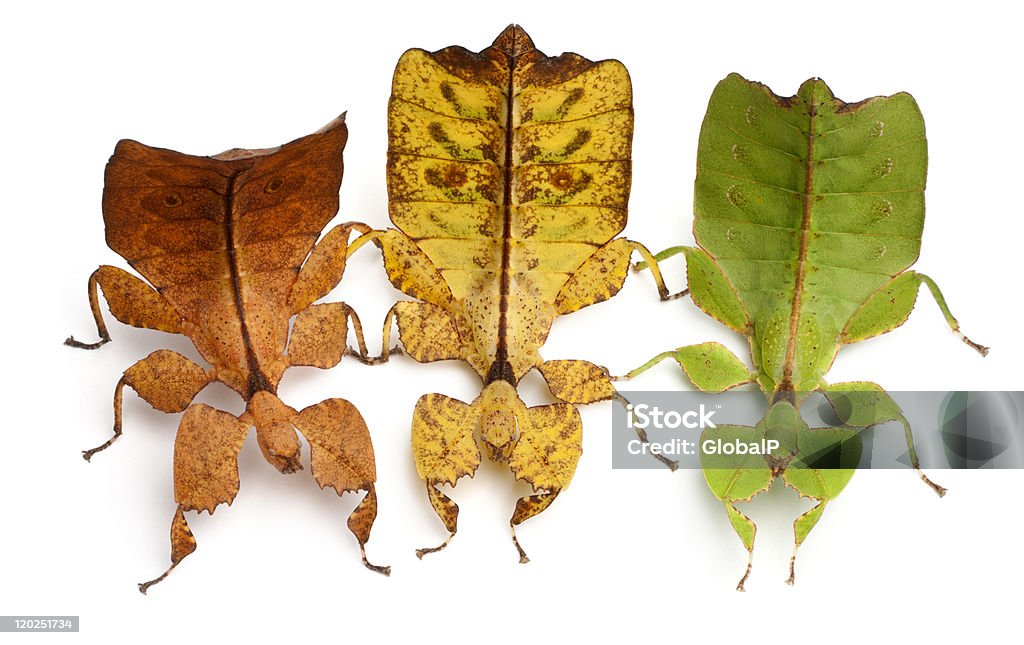 High angle view of Phyllium Westwoodii, three leaf insects Phyllium Westwoodii, three leaf insects, in front of white background. Leaf Insect Stock Photo