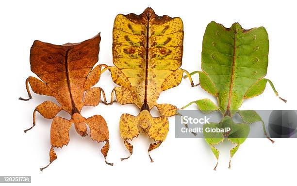 High Angle View Of Phyllium Westwoodii Three Leaf Insects Stock Photo - Download Image Now