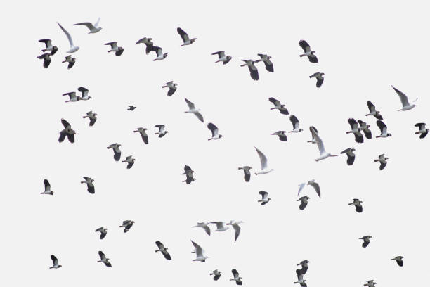 istock Flock of birds 1202517365