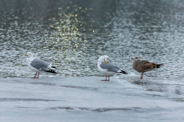istock Seagulls sitting on an ice floe on the river 1202518323