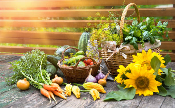 jardinería de la agricultura de verduras orgánicas frescas y picante - sunflower side view yellow flower fotografías e imágenes de stock