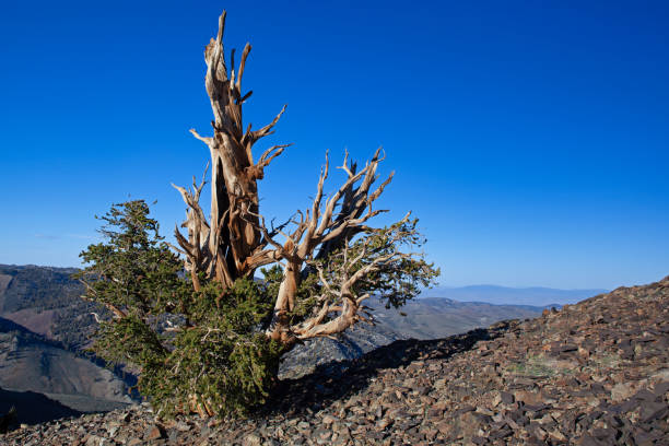 istock Bristlecone Pine on Edge of Cliff 1202520380