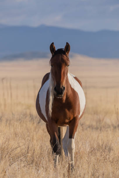 istock Beautiful Wild Horse in Utah 1202521692