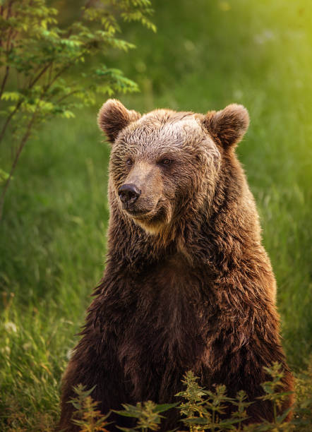 istock Portrait of a brown bear in a green forest 1202522321