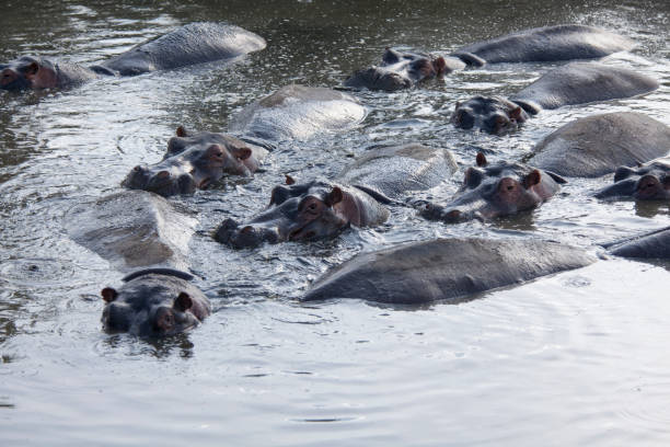 istock Hippopotamuses on the water Serengeti 1202524491
