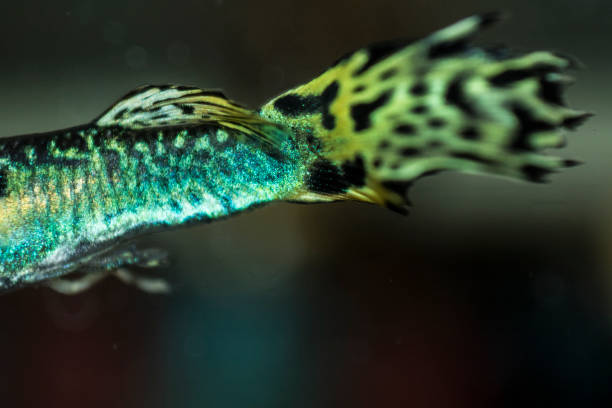 istock male guppy syrup in details 1202525554
