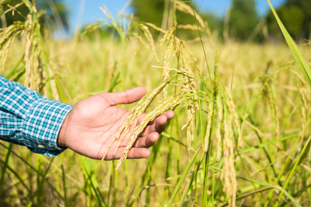 istock Male hand tenderly touching a young rice in the paddy field. 1202525672