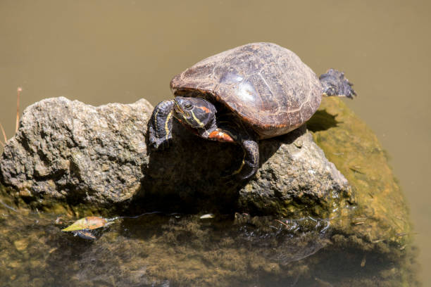 istock turtles swimming in your details 1202526367