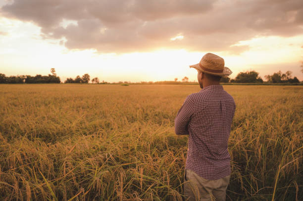 istock Young asian farmer and paddy field 1202527073