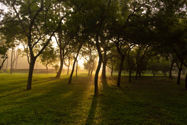 istock Warm morning with sun light in the tree garden greatful moment. 1202527467