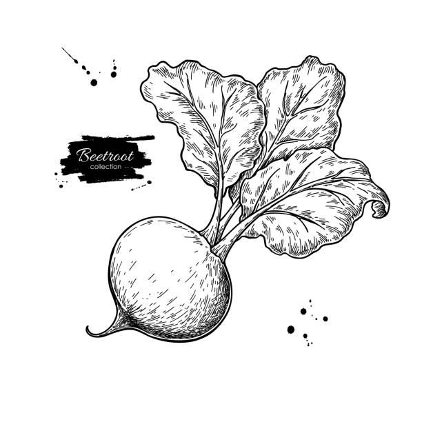 ilustrações de stock, clip art, desenhos animados e ícones de beetroot vector drawing. isolated hand drawn object. vegetable engraved - beet common beet red food