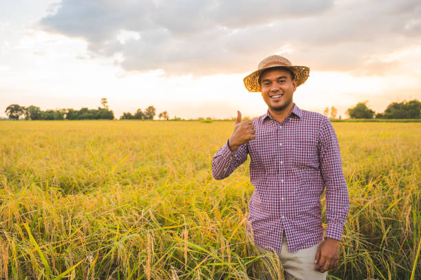 jeune fermier asiatique et domaine de paddy avec le pouce vers le haut. - hand sign human hand ok sign grass photos et images de collection