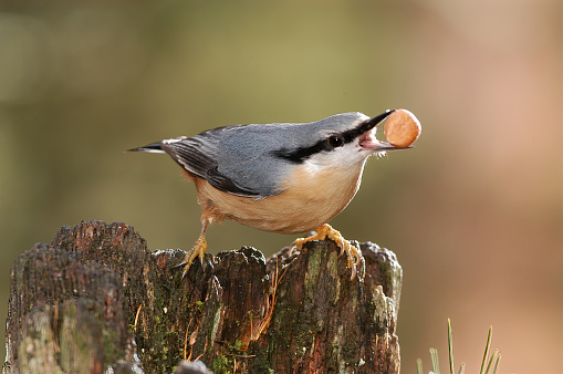 Nuthatch (Sitta europaea)