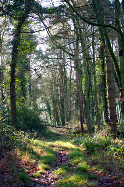istock View through the trees near Chew Lake, Somerset, England 1202531793