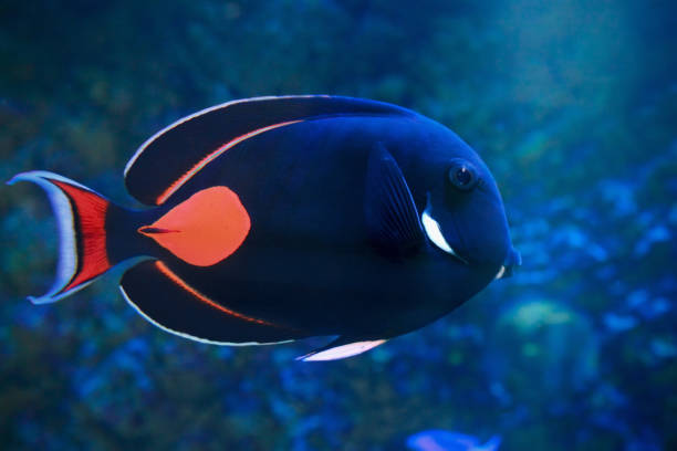 Achilles Tang - Acanthurus achilles marine fish Acanthurus achilles, commonly known as Achilles tang or Achilles surgeonfish, is a tropical marine fish native to the Pacific Ocean. acanthurus achilles stock pictures, royalty-free photos & images