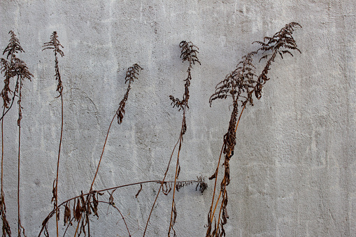 Dry plants in front of a gray concrete wall, background texture