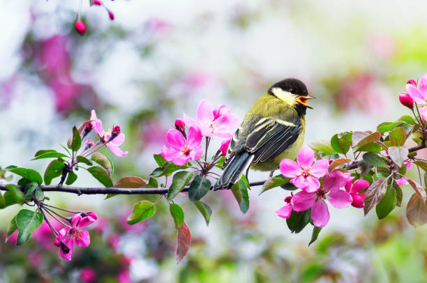 small chickadee sitting on an Apple branch with pink flowers in a may Sunny garden natural with a small chickadee sitting on an Apple branch with pink flowers in a may Sunny garden apple tree photos stock pictures, royalty-free photos & images