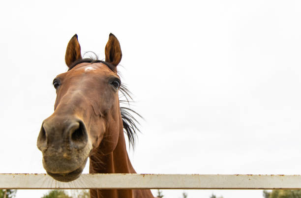 drôle de portrait de cheval douce foyer sur des yeux regardant l'appareil-photo d'en haut sur le fond gris de ciel - horse animal head animal sky photos et images de collection