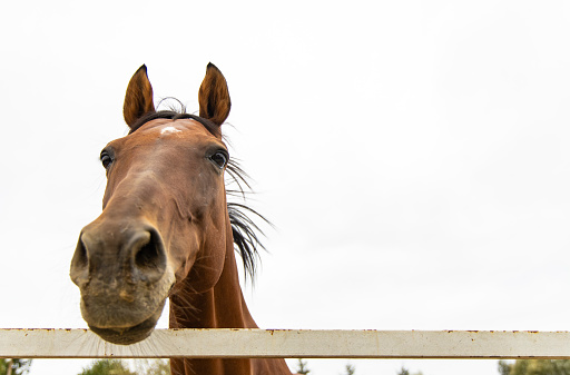 funny horse portrait soft focus on eyes looking at camera from above on gray sky background