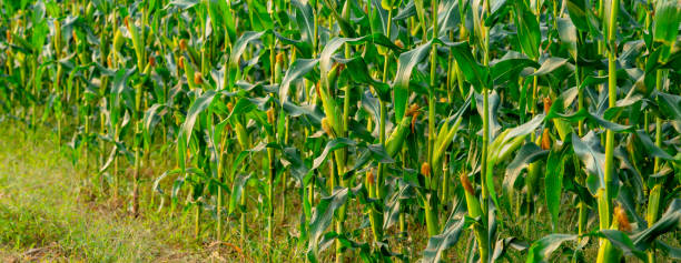 istock Organic maize field or corn garden farm 1202535353