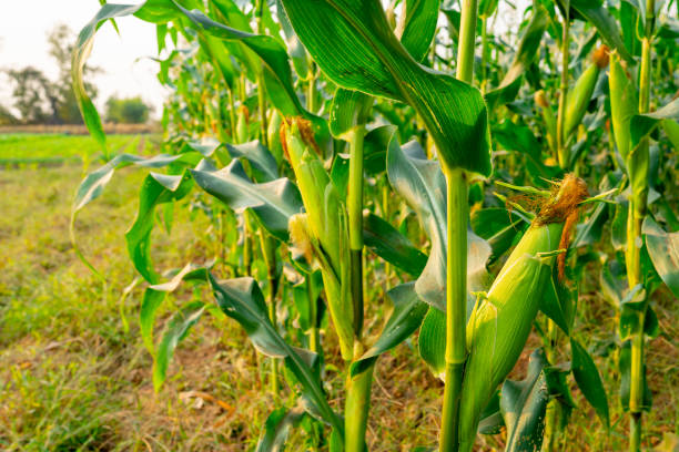 istock Organic maize field or corn garden farm 1202535358