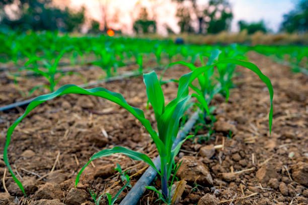 istock Organic maize field or corn garden farm 1202535406
