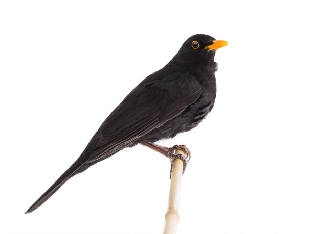 blackbird isolated on a white blackbird isolated on a white background. common blackbird turdus merula stock pictures, royalty-free photos & images