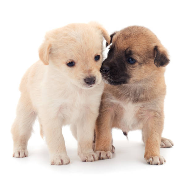 istock Two little puppies. 1202536933