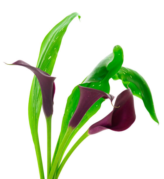 istock Blooming red cala with green leaves. 1202536935