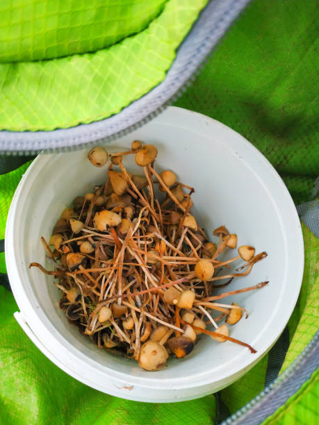 funghi allucinogeni nell'erba sul campo. - libs foto e immagini stock