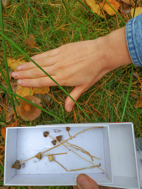 halluzinogene pilze im gras auf dem feld. - libs stock-fotos und bilder