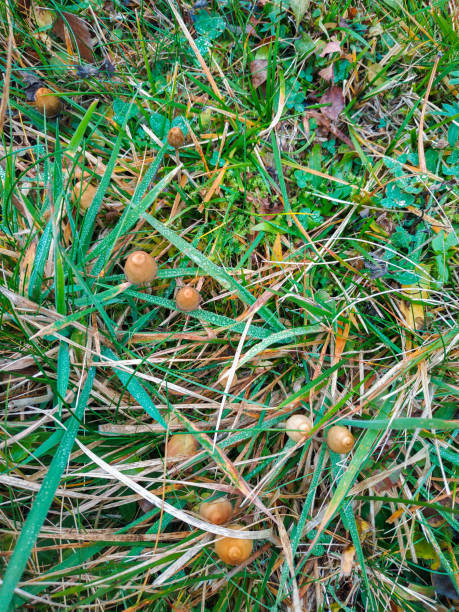 halluzinogene pilze im gras auf dem feld. - libs stock-fotos und bilder