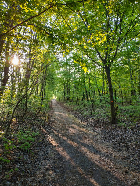 istock Muddy road in rural path at the forest with creek. 1202538021