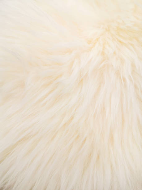 istock White soft wool texture background, cotton wool, light natural sheep wool, close-up texture of white fluffy fur 1202538110