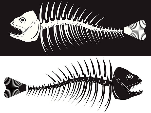 Fish Skeleton Vector Art Graphics Freevector Com