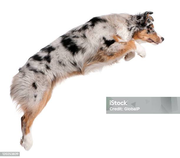 An Australian Shepherd Dog Jumping Stock Photo - Download Image Now - Dog, Jumping, Cut Out