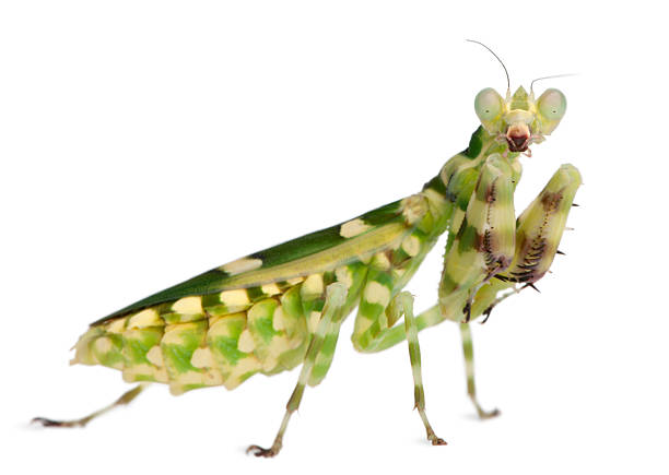 istock Female Banded Flower Mantis, Theopropus elegans, white background. 120253851