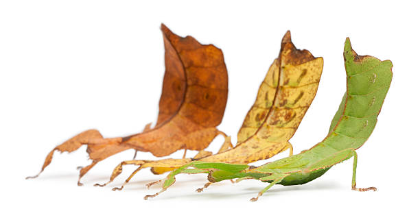 istock Phyllium Westwoodii, three leaf insects, white background. 120253854