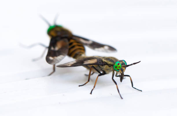 istock Fly mating on white background, selective focus on green eye 1202539045