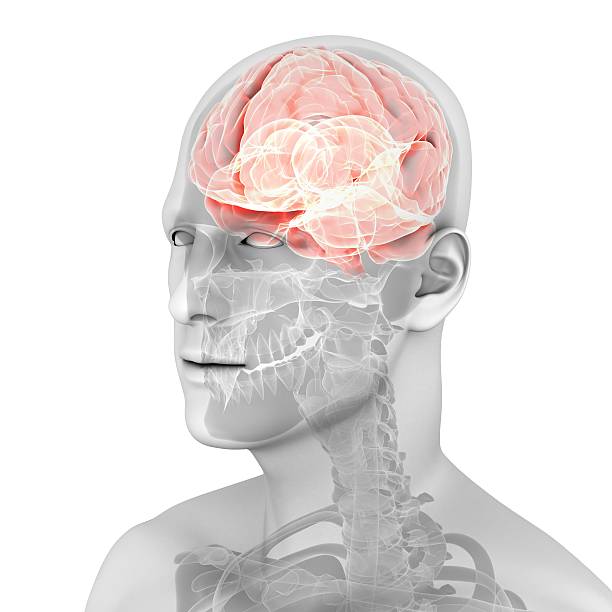 cerveau humain - corpus striatum photos et images de collection