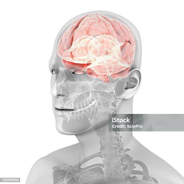 인간의 뇌 과학에 대한 스톡 사진 및 기타 이미지 - 과학, 뇌줄기, 대뇌열
